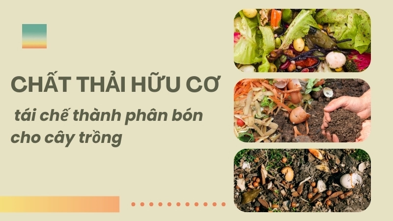 Chất thải hữu cơ được tái chế thành phân bón cho cây trồng