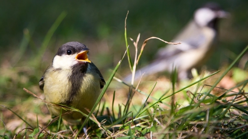  Chim trống khoe tiếng hót để thu hút bạn tình qua sóng âm mạnh mẽ