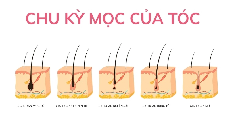  Chu kỳ mọc của tóc gồm 3 giai đoạn chính quyết định độ dài và sức khỏe tóc