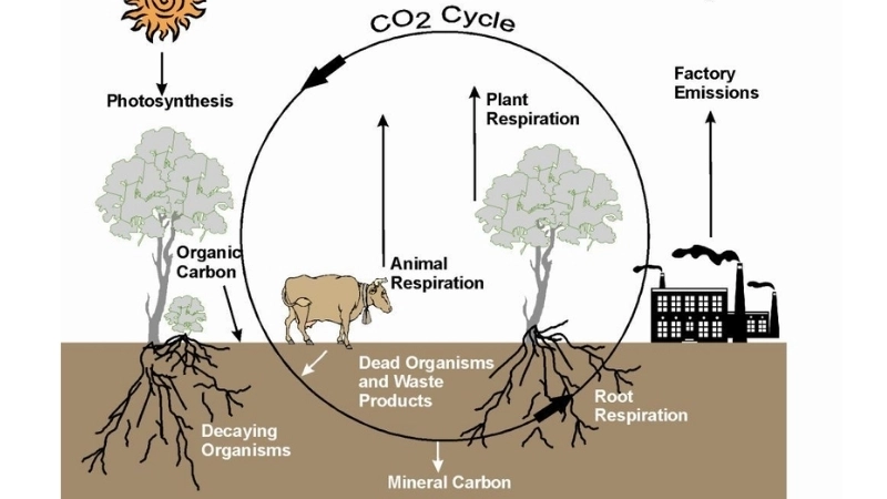  Chu trình carbon tự nhiên, nơi CO2 là một khí nhà kính thiết yếu