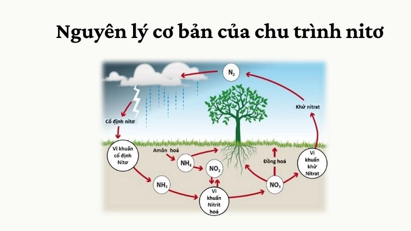 Nguyên lý cơ bản của chu trình nitơ