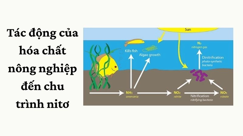 Tác động của hóa chất nông nghiệp đến chu trình nitơ