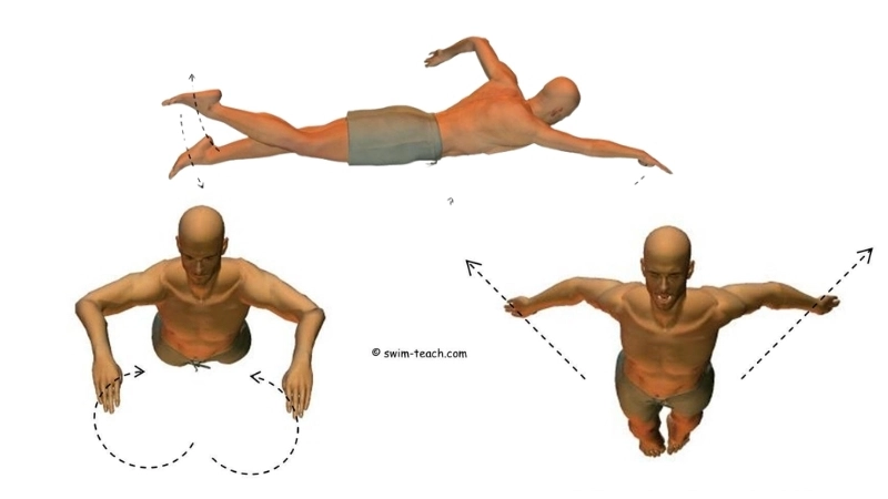 Chuyển động của tay và chân tạo ra lực đẩy cơ thể về phía trước