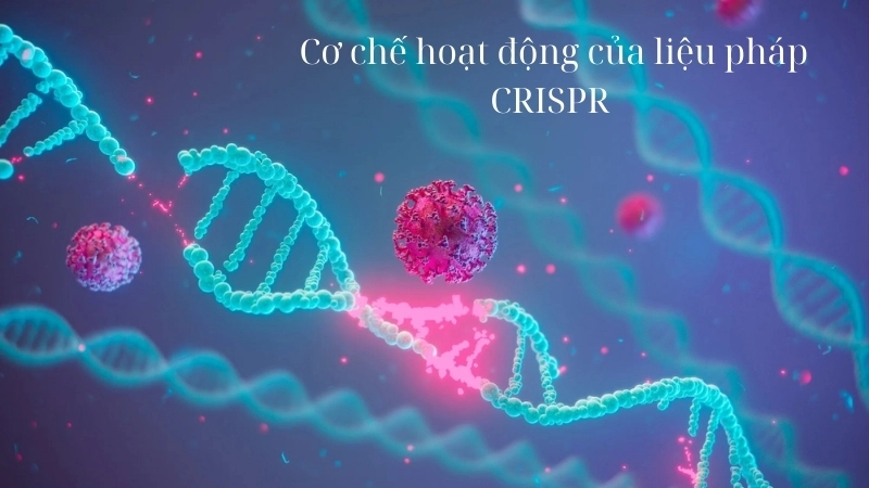 Cơ chế hoạt động của liệu pháp CRISPR như một cây kéo phân tử