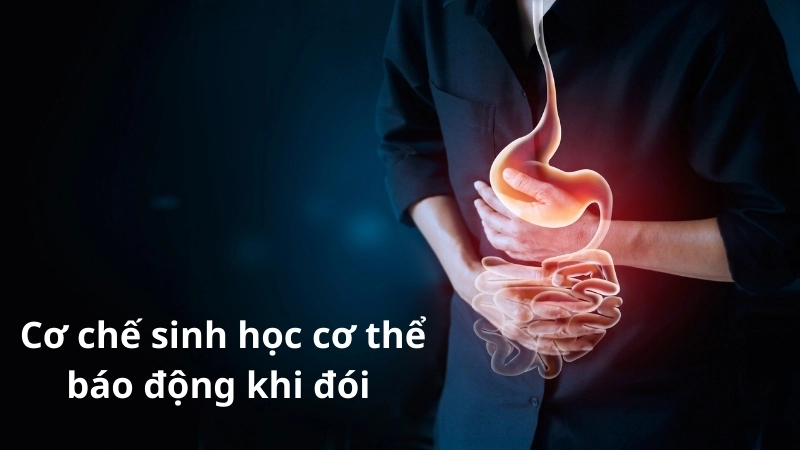 Cơ chế sinh học cơ thể đang báo động rằng nó cần được nạp nhiên liệu khẩn cấp