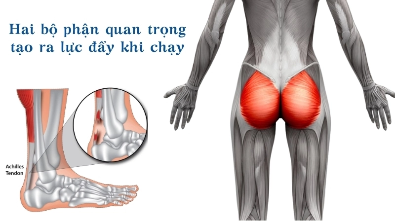  Cơ mông và gân Achilles là hai bộ phận quan trọng tạo ra lực đẩy khi chạy