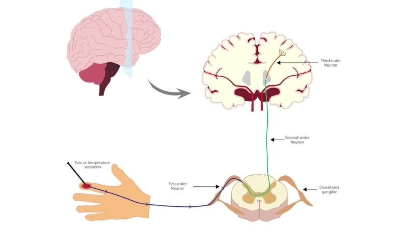 Con đường truyền tín hiệu thần kinh từ da lên não khi chúng ta bị ngứa