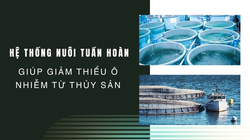  Công nghệ xanh như hệ thống nuôi tuần hoàn giúp giảm thiểu ô nhiễm từ thủy sản