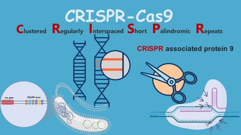 CRISPR là gì?