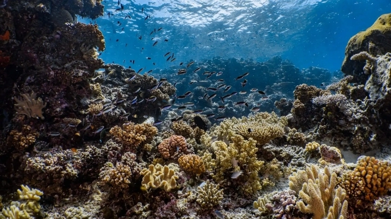  Đa dạng sinh học biển tại các rạn san hô Việt Nam đang đối mặt với nhiều thách thức