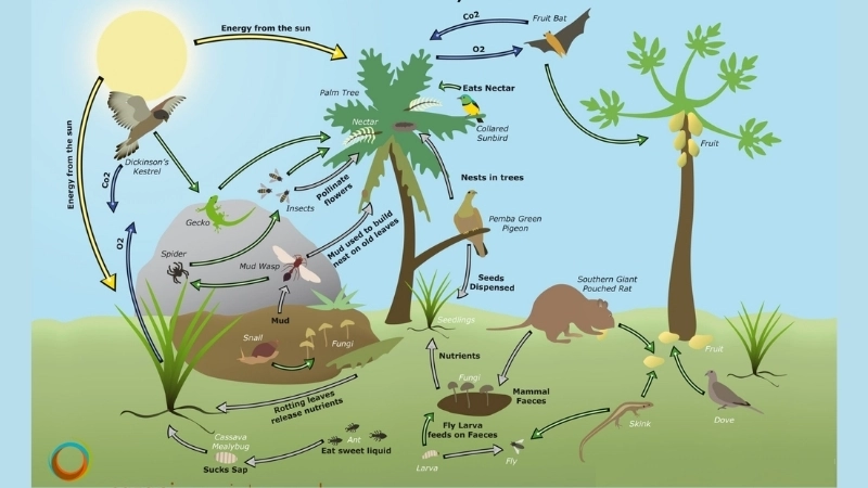 Đa dạng sinh học là nền tảng cho một lưới thức ăn bền vững