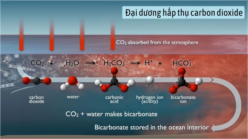  Đại dương hấp thụ carbon dioxide, nguyên nhân chính gây biến đổi khí hậu
