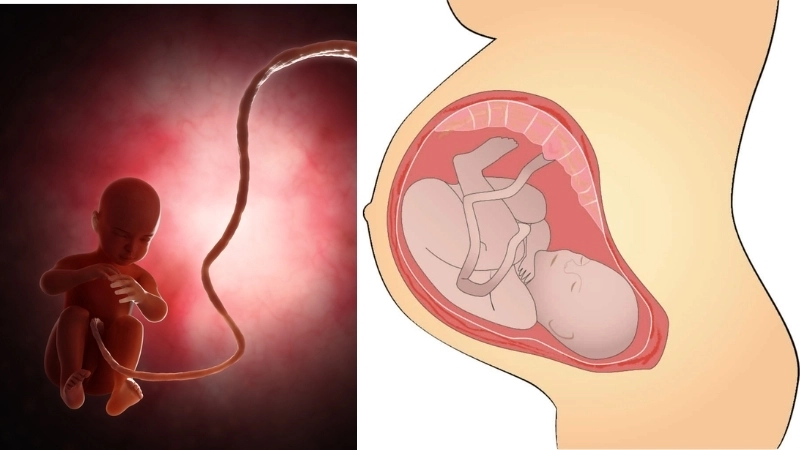  Dây rốn là cầu nối sự sống, vận chuyển dinh dưỡng và oxy cho thai nhi phát triển