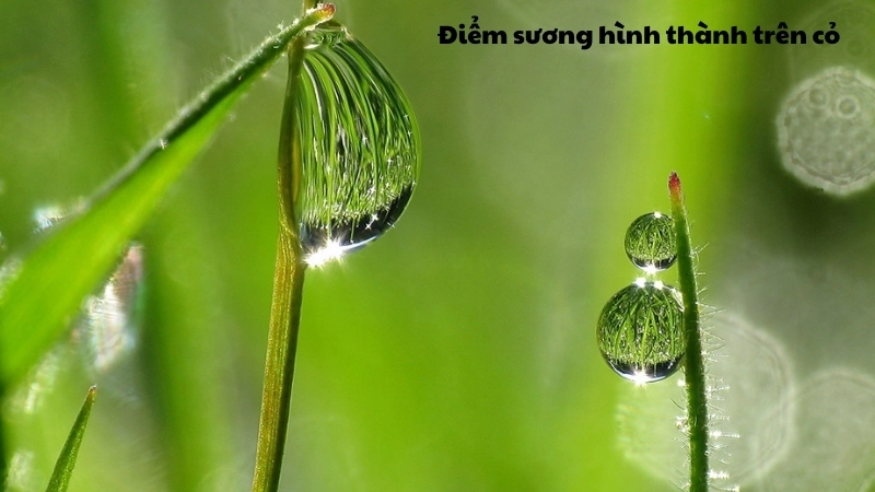  Điểm sương trong hóa học giải thích sương hình thành trên cỏ