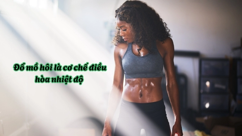  Đổ mồ hôi là cơ chế điều hòa nhiệt độ quan trọng của sinh học cơ thể