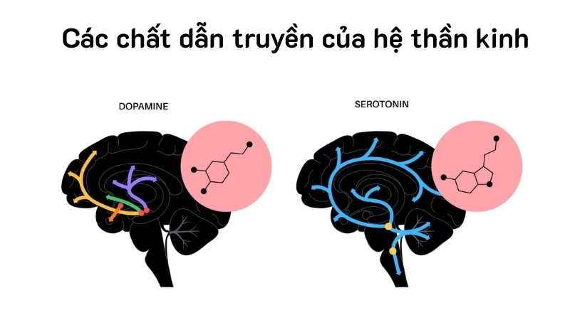 Dopamine và Serotonin là các chất dẫn truyền của hệ thần kinh