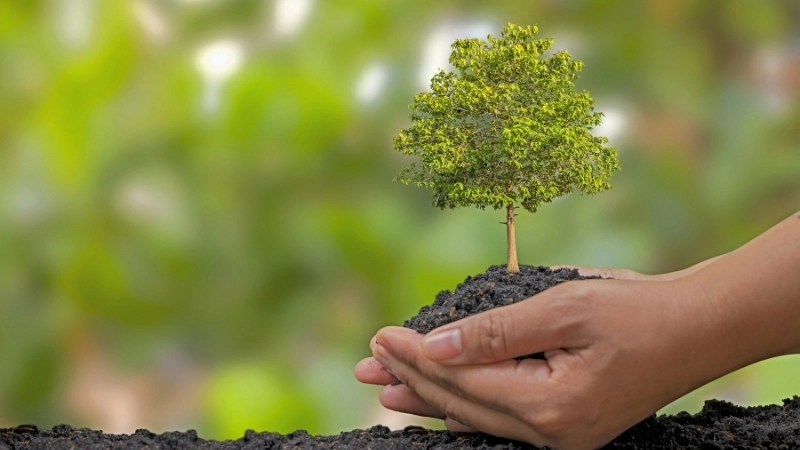 Dự án trồng rừng giúp tạo ra tín chỉ carbon chất lượng