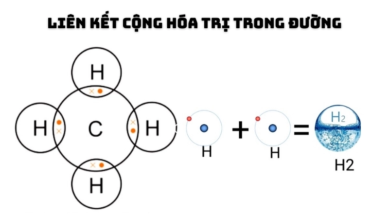 Đường là một phân tử lớn và phức tạp với các liên kết cộng hóa trị bền chặt