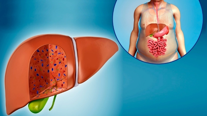  Gan đóng vai trò quan trọng trong việc chuyển hóa và dự trữ năng lượng cho cơ thể