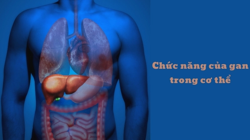  Gan sản xuất mật, một phần quan trọng của hệ tiêu hóa để phân giải chất béo