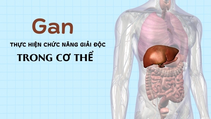  Gan thực hiện chức năng giải độc, chuyển hóa và là trung tâm của sinh học cơ thể
