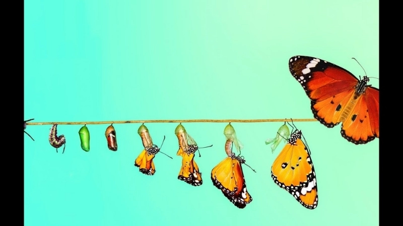  Giai đoạn nhộng quyết định màu sắc và họa tiết cánh bướm