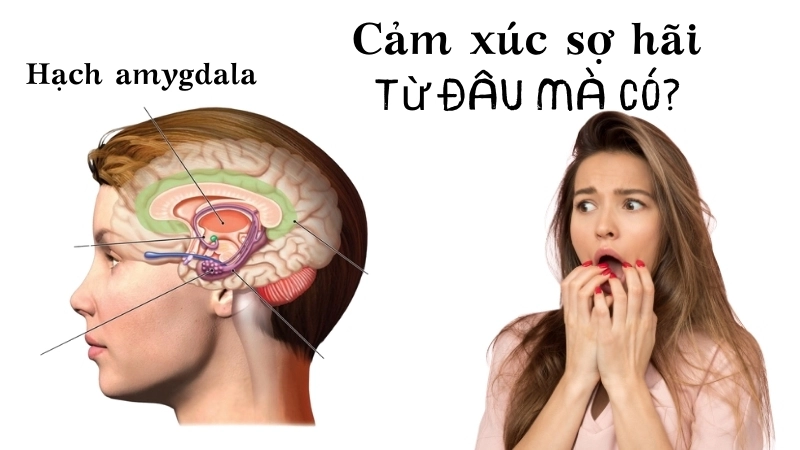Hạch amygdala trong não bộ là trung tâm xử lý cảm xúc sợ hãi