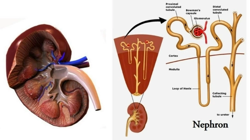  Hàng triệu nephron trong mỗi quả thận hoạt động không ngừng nghỉ