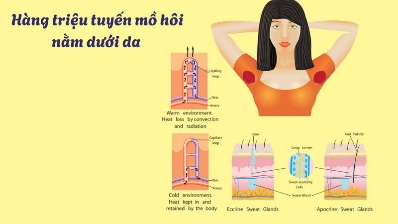  Hàng triệu tuyến mồ hôi nằm dưới da hoạt động để duy trì nhiệt độ cơ thể ổn định