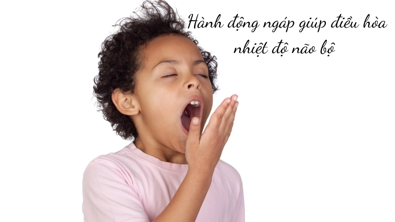  Hành động ngáp giúp điều hòa nhiệt độ não bộ khi cơ thể cảm thấy mệt mỏi