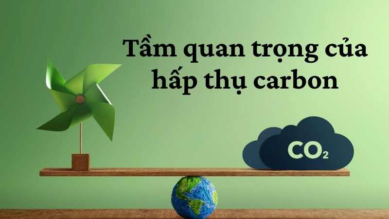 Tầm quan trọng của hấp thụ carbon Hấp thụ carbon là yếu tố then chốt để giảm thiểu biến đổi khí hậu và bảo vệ hành tinh.