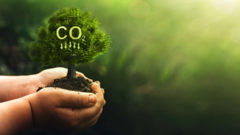 Tại sao hấp thụ carbon lại quan trọng?