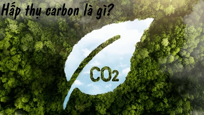 Hấp thụ carbon là gì?