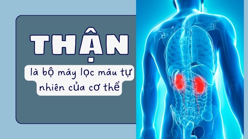  Hệ bài tiết với hai quả thận là bộ máy lọc máu tự nhiên của cơ thể