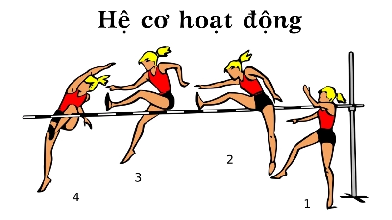 Hệ cơ hoạt động như một lò xo, tích trữ và giải phóng năng lượng bùng nổ