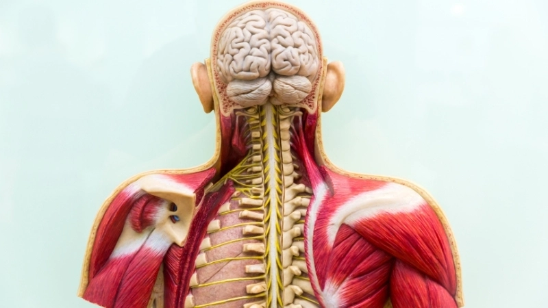 Hệ cơ phức tạp quanh cổ giúp kiểm soát mọi cử động gập, ngửa, xoay