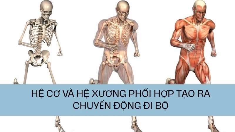 Hệ cơ và hệ xương phối hợp tạo ra chuyển động đi bộ phức tạp