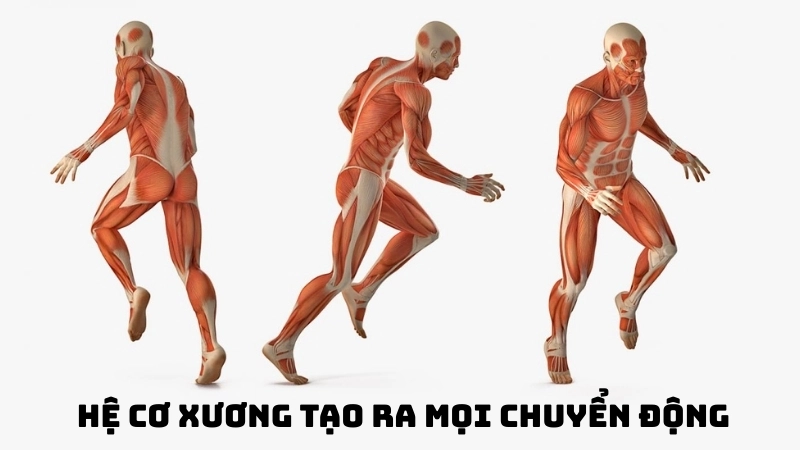  Hệ cơ xương tạo ra mọi chuyển động hữu ý, từ viết chữ đến nâng tạ