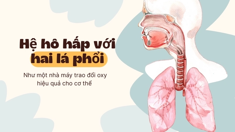  Hệ hô hấp với hai lá phổi hoạt động như một nhà máy trao đổi oxy hiệu quả cho cơ thể
