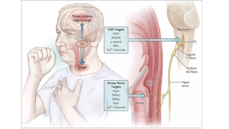 Hệ hô hấp với phổi là cơ quan trung tâm của phản xạ ho giúp làm sạch đường thở