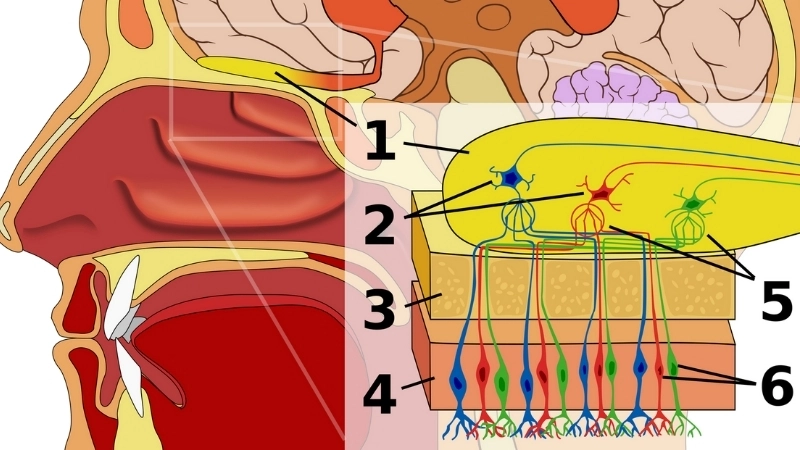 Hệ khứu giác trong mũi chứa các thụ thể thần kinh giúp phát hiện và phân biệt các loại mùi