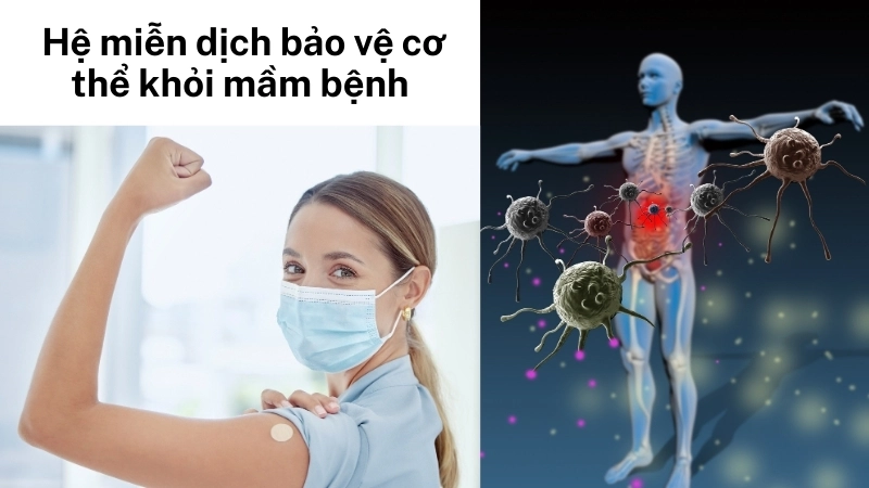  Hệ miễn dịch là hàng rào bảo vệ sinh học cơ thể khỏi mầm bệnh