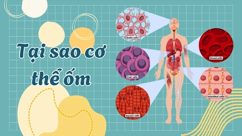  Hệ miễn dịch là tổng chỉ huy ra lệnh cho cơ thể tăng nhiệt độ khi có kẻ xâm nhập