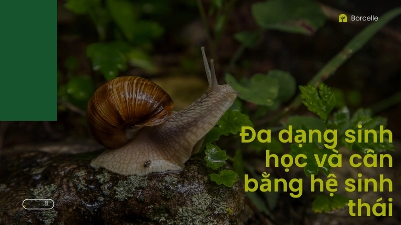 Đa dạng sinh học và cân bằng hệ sinh thái