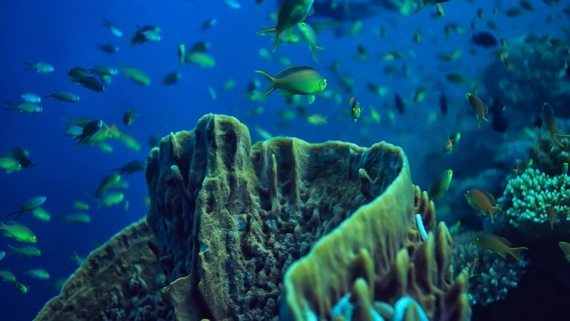 Tầm quan trọng của hệ sinh thái biển đối với con người và Trái Đất