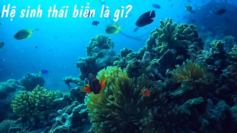 Hệ sinh thái biển là gì?