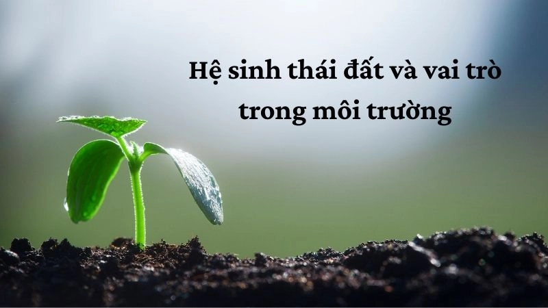 Hệ sinh thái đất và vai trò trong môi trường