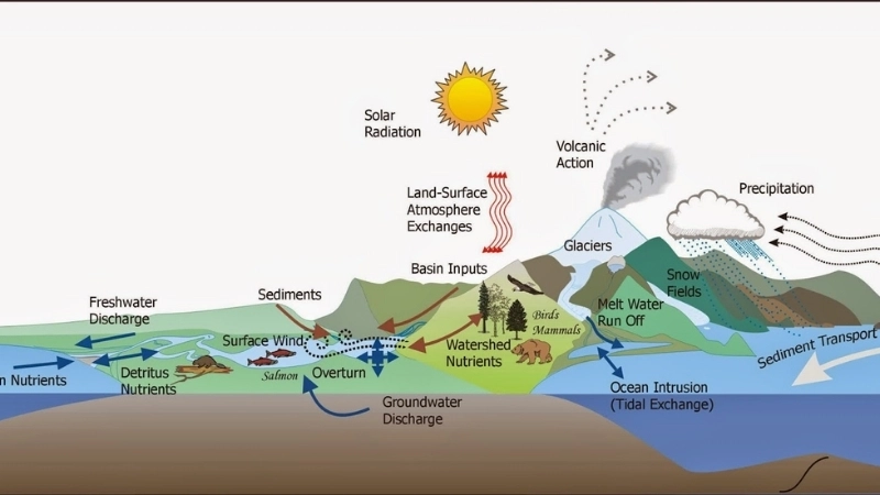 Các thành phần chính của hệ sinh thái