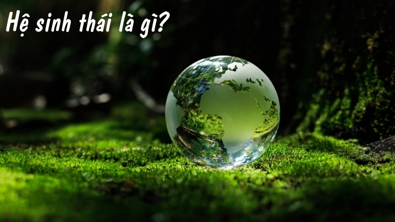 Hệ sinh thái là gì?