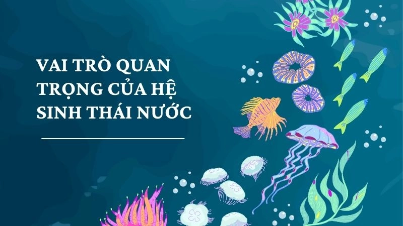 Vai trò quan trọng của hệ sinh thái nước